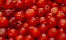 Traditional Foods - Red Huckleberries