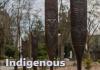 Canoe paddle sculptures outside Burke Museum, cover for Indigenous Walking Tour booklet